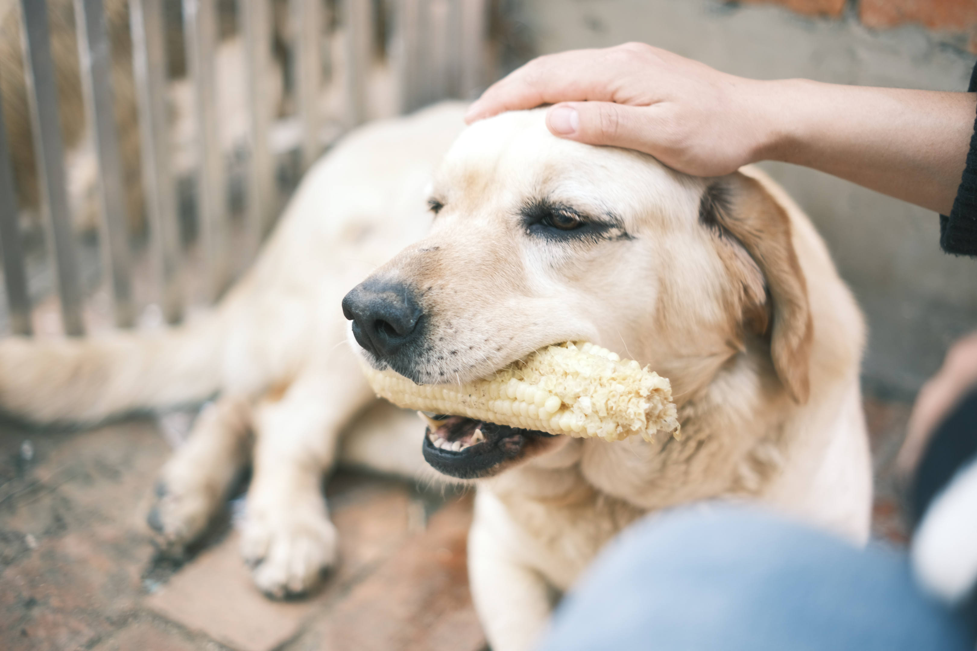 Senior Lab chewing on a cob of corn