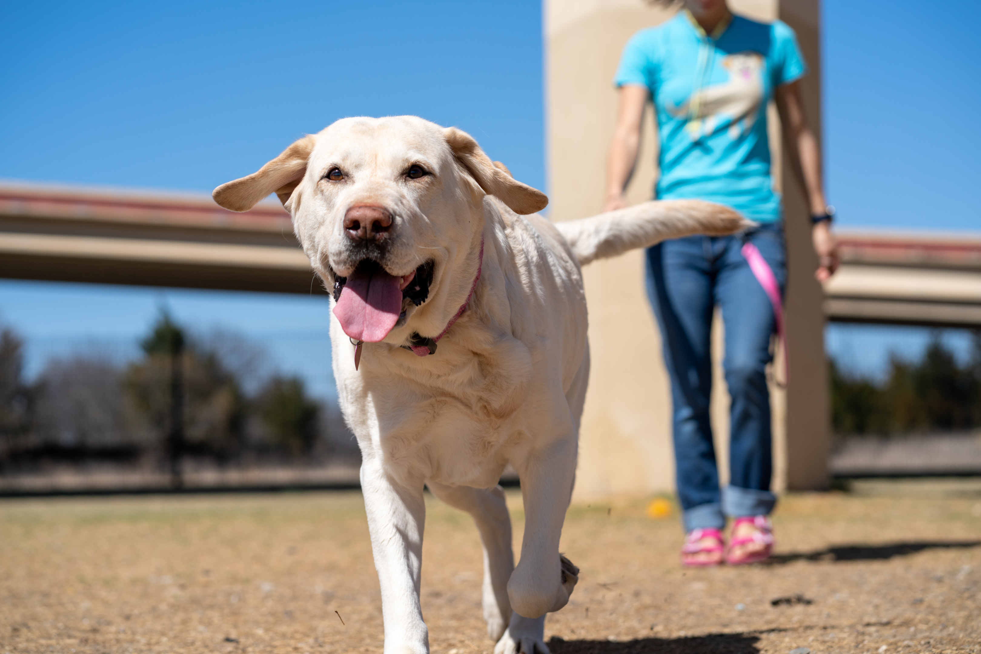 senior Labrador Retriever walking outdoors