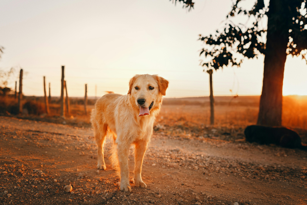 dog out on sunset