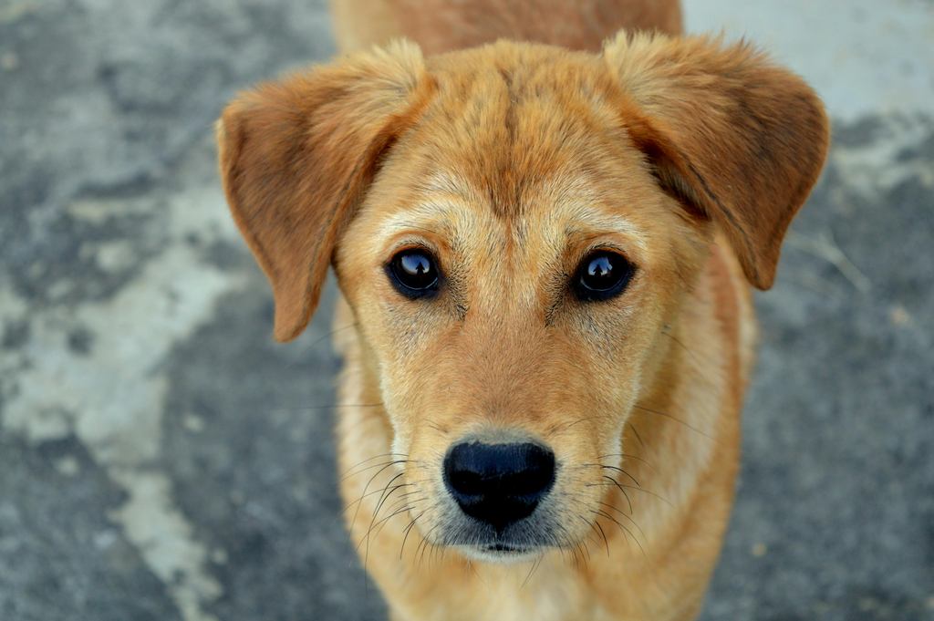 Dog looking at the camera