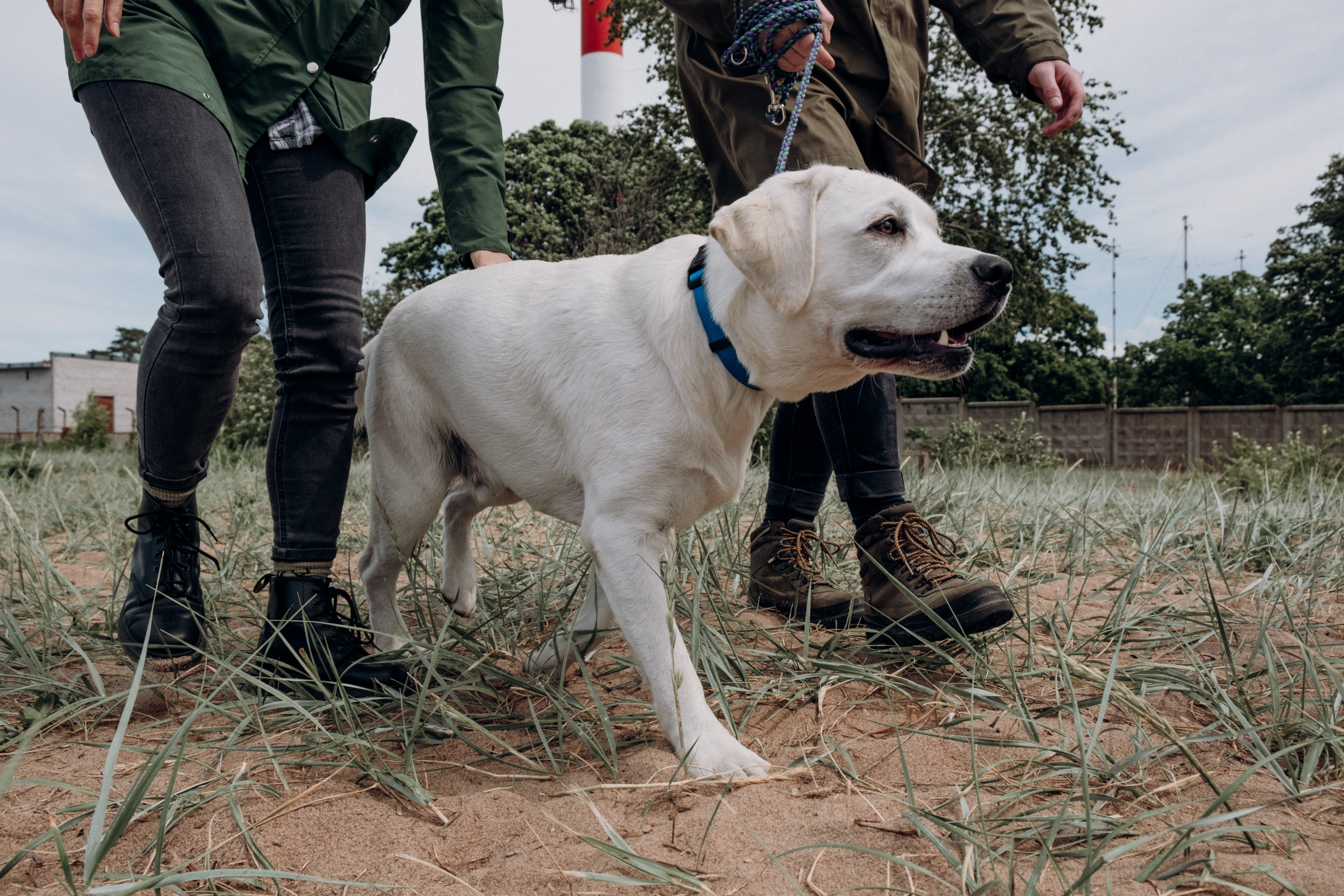 senior Labrador Retriever on a hike