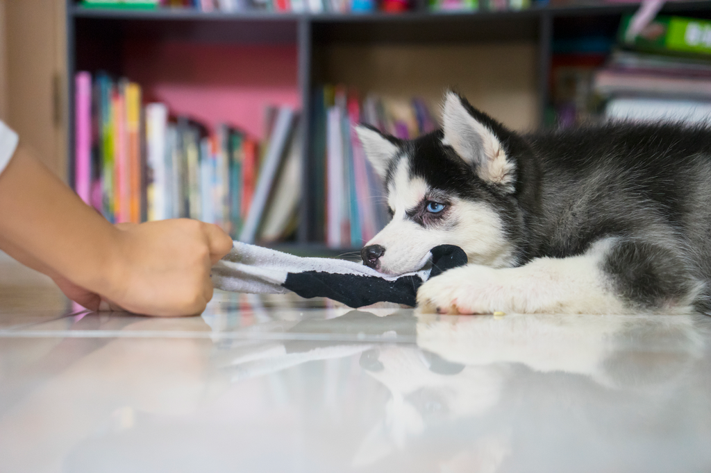 Cute husky puppy playing with his owner