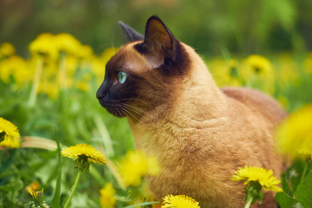 attentive cat on outdoors