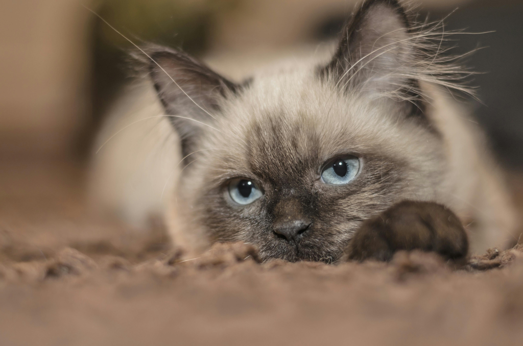 cat lying on the floor