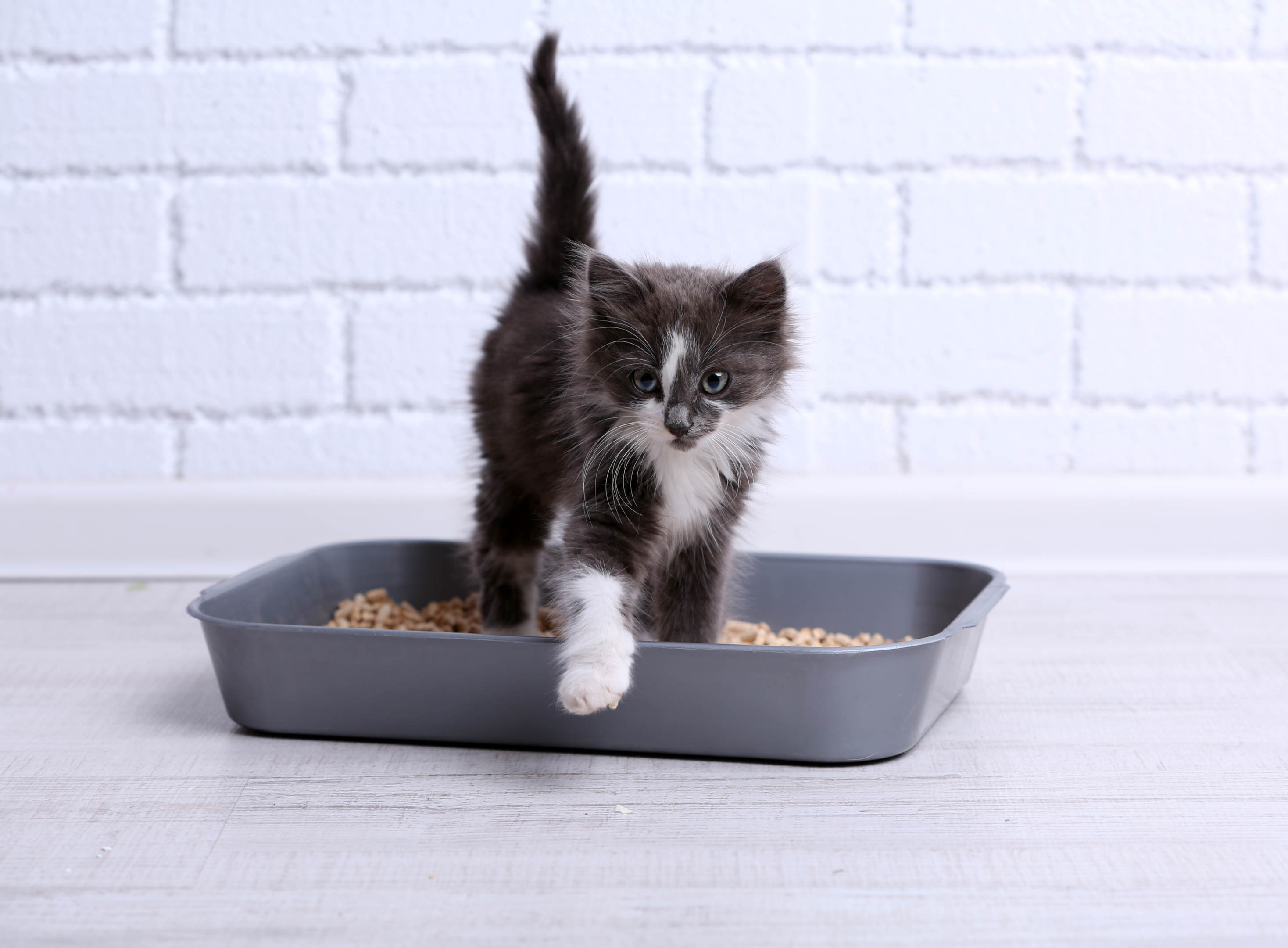 cat walking on the cat litter