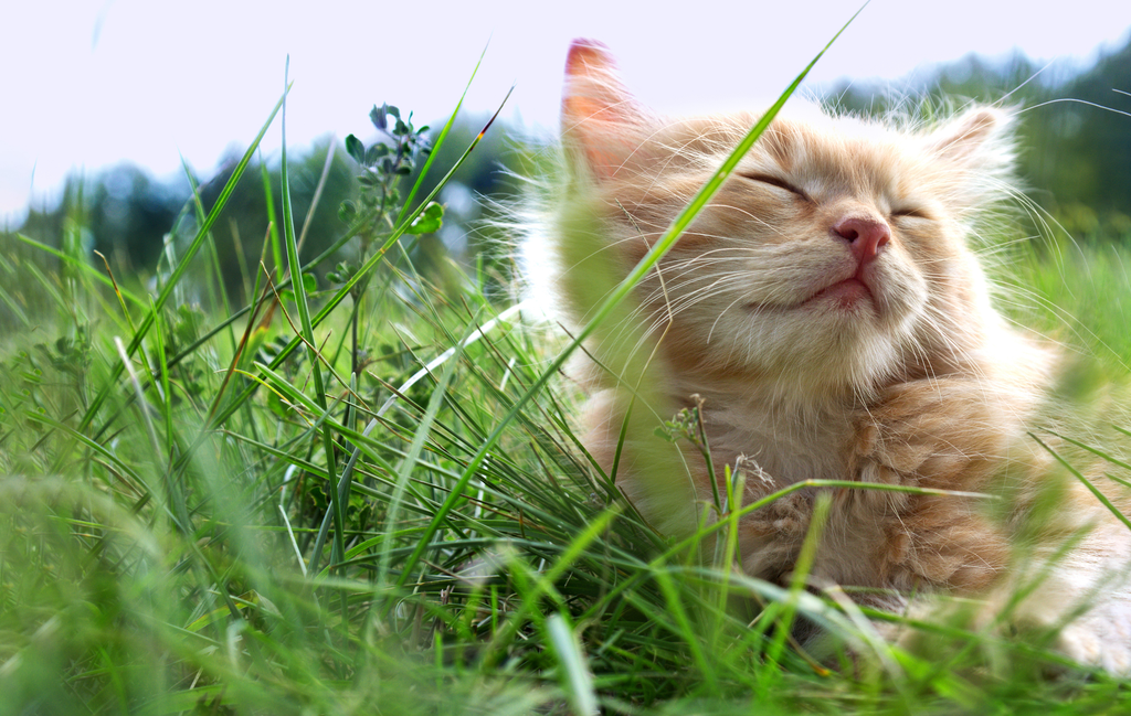 Cat sitting on the grass