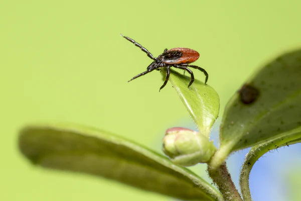 tick sitting on top of a plant