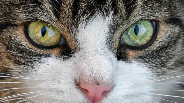 Cat with a heterochromia.