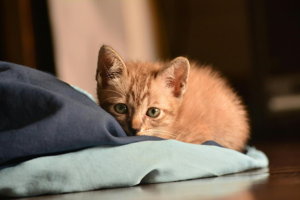 kitten lying on the floor