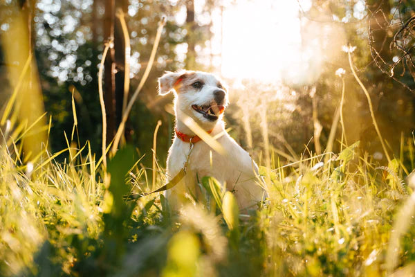 dog walking outdoors in the morning