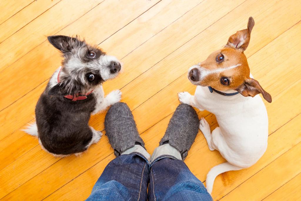 dogs looking at their owner