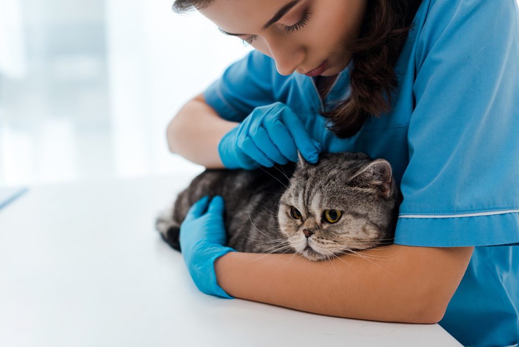 Veterinarian doctor cuddling the cat