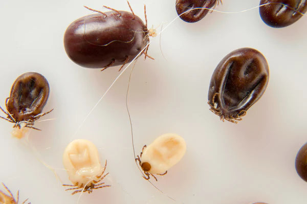 ticks on white background