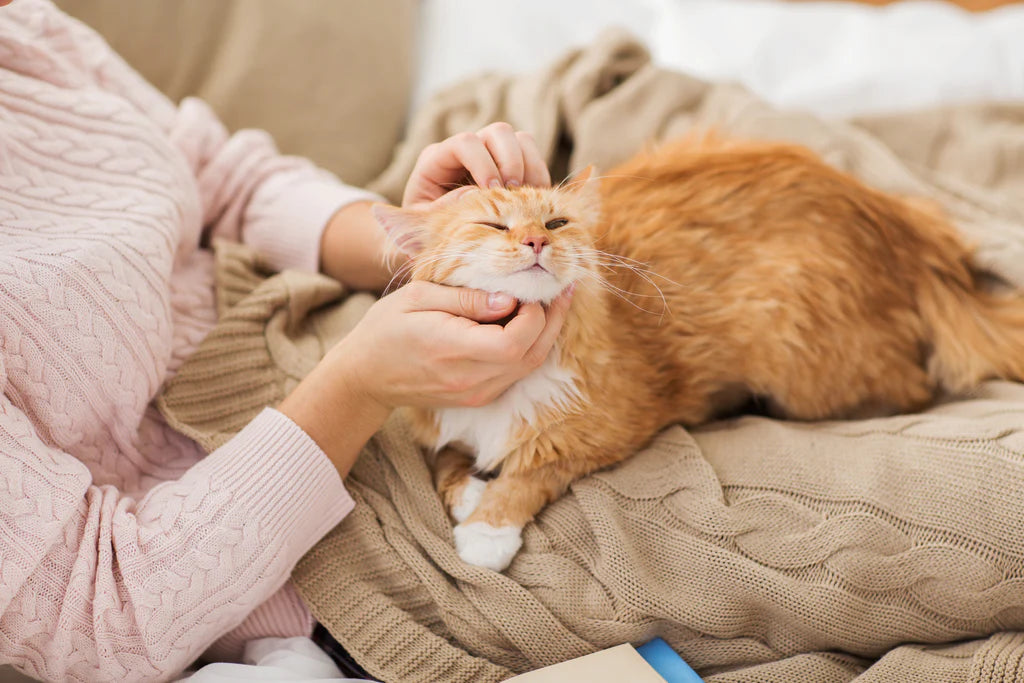 A person petting the cat