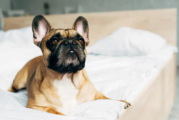 Cute purebred french bulldog lying on white bed