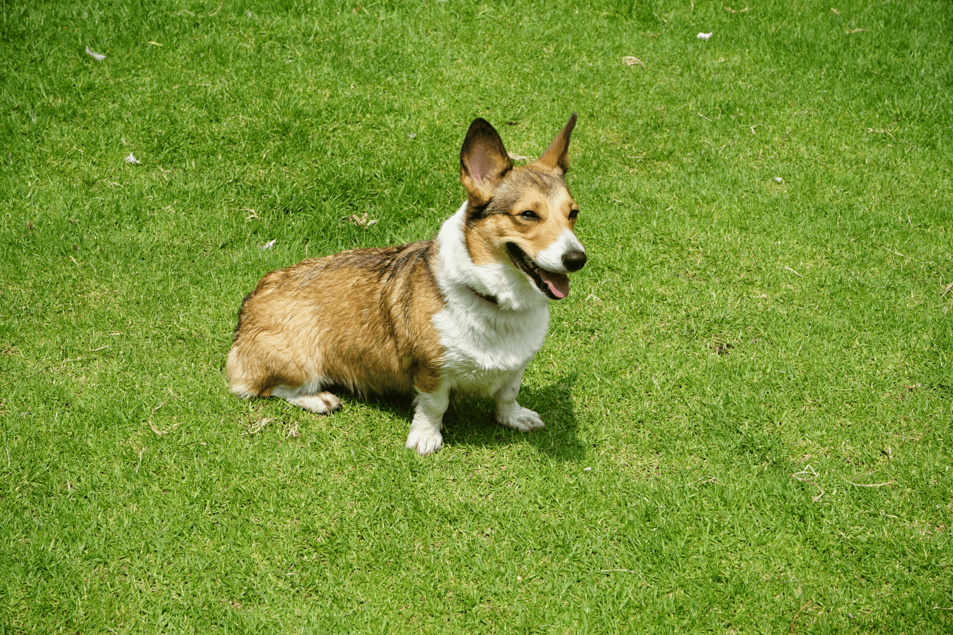 Obese senior Pembroke Welsh Corgi