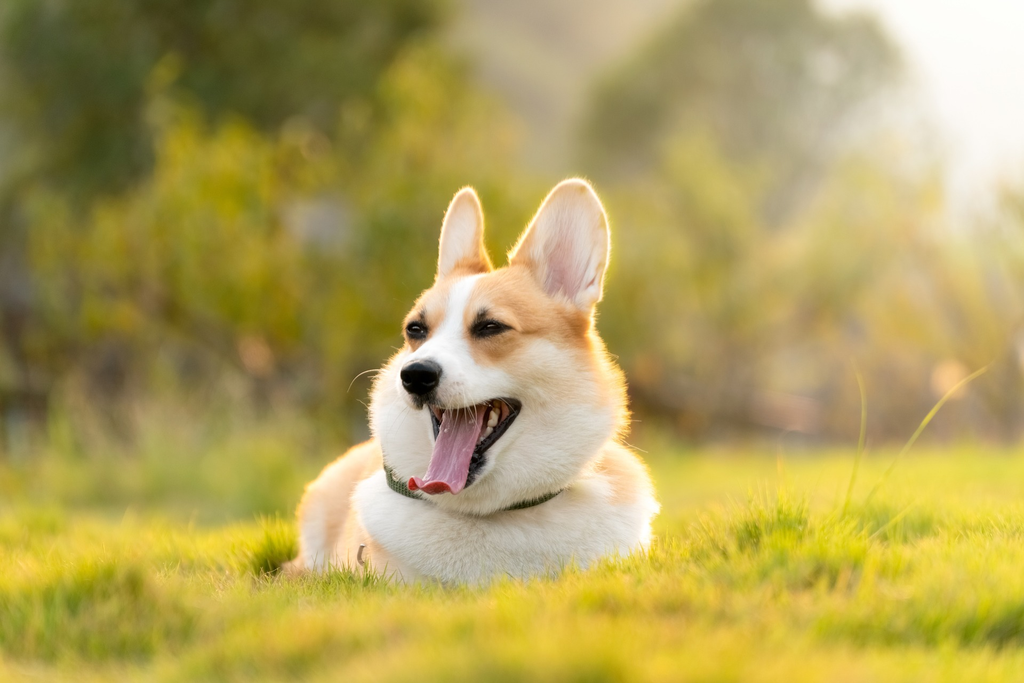 Cute Welsh Corgi Sitting