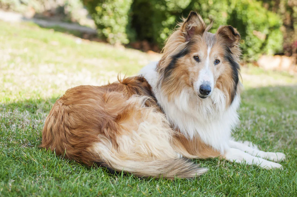 dog sitting on the grass