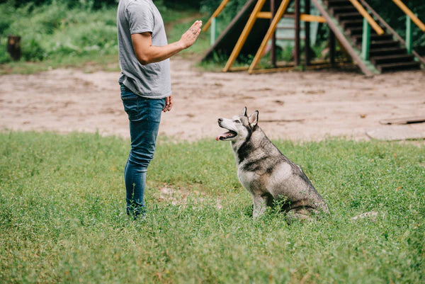 trainer teaching dog to sit