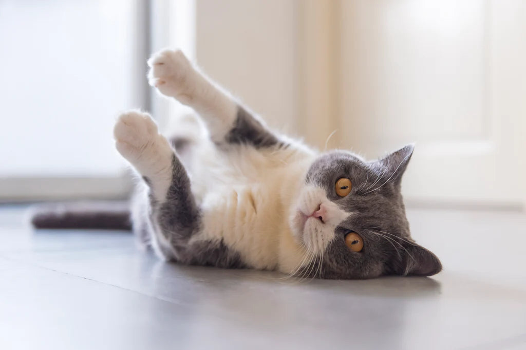 cat lying on the floor