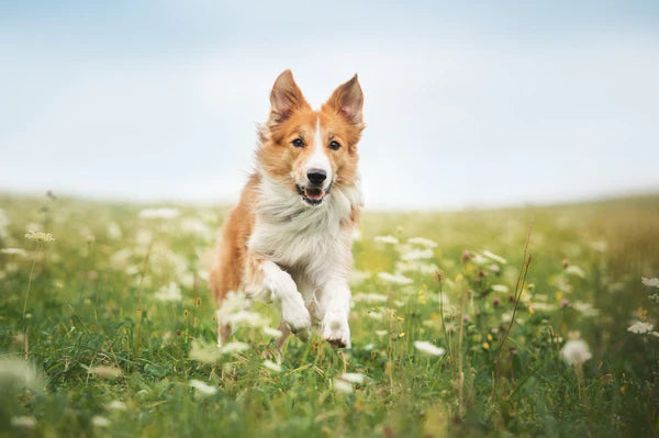 dog running