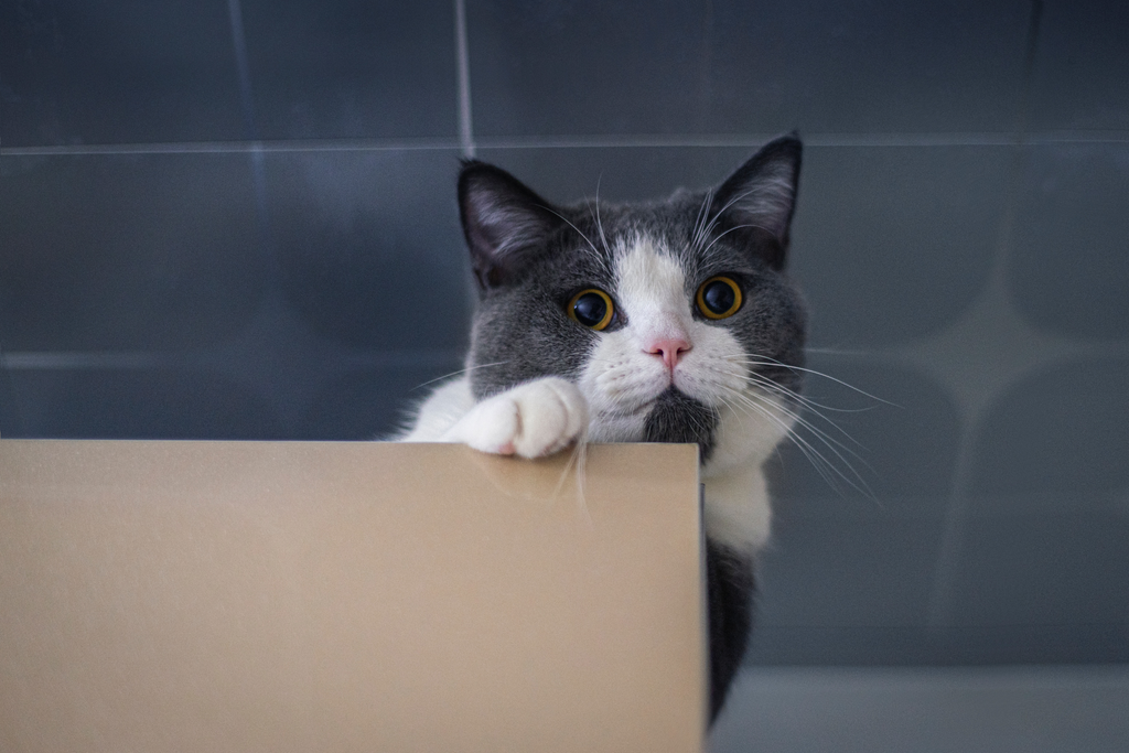 Cat hiding behind a box