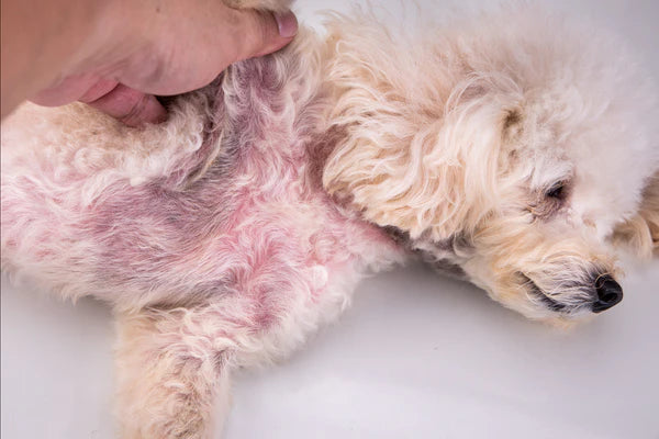 dog with red irritated skin