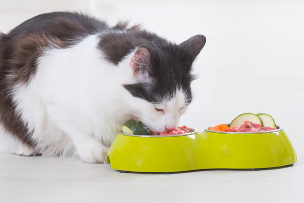 cat eating food