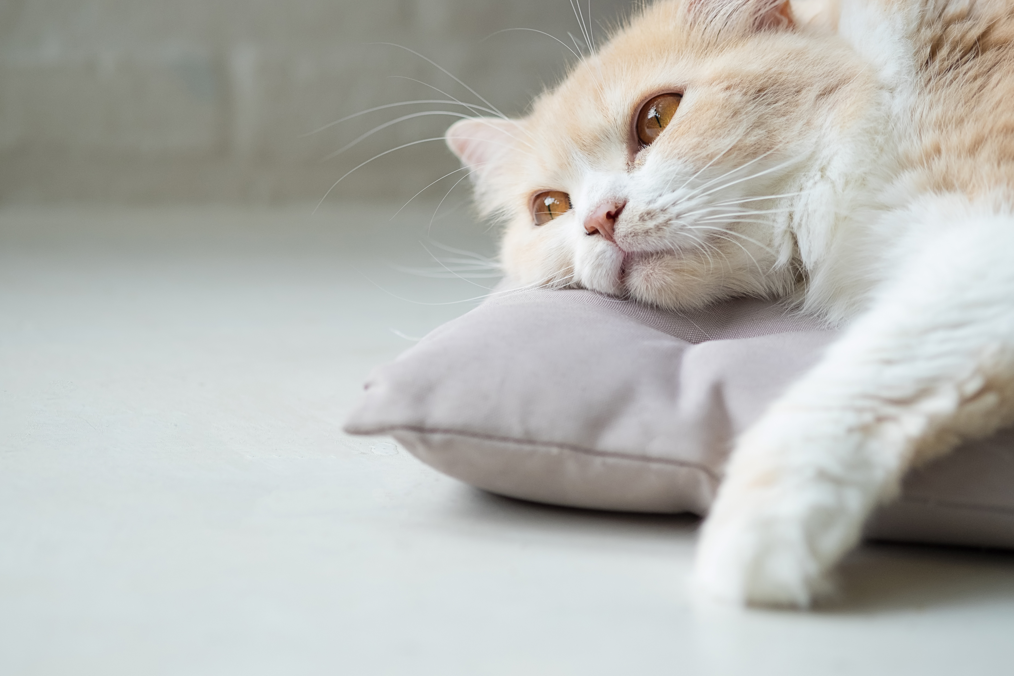 cat lying on a cushion