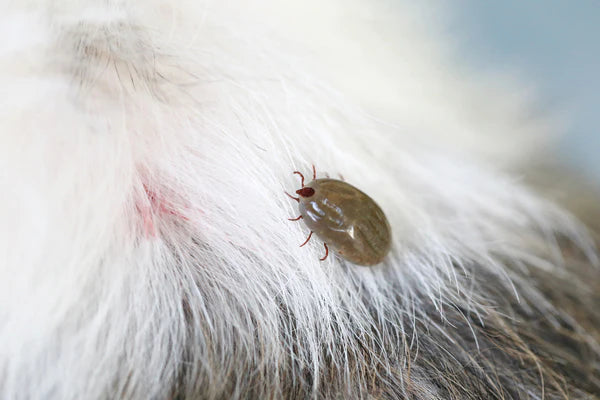 tick on dog's fur