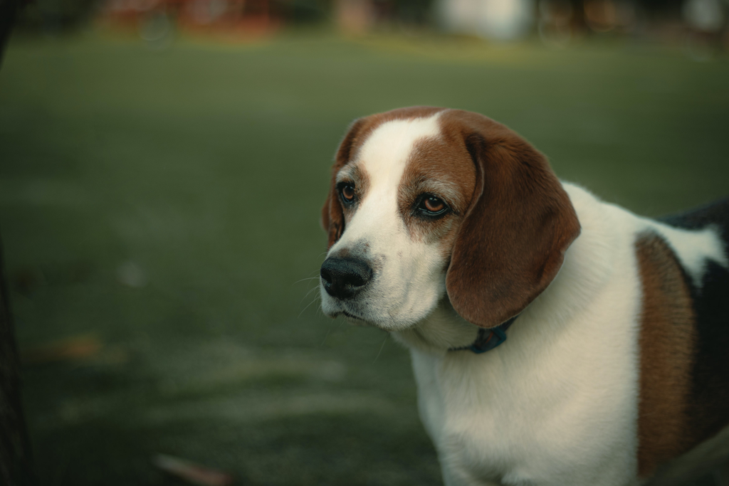 Old beagle dog