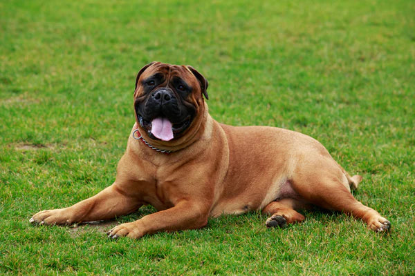 Bullmastiff Dog