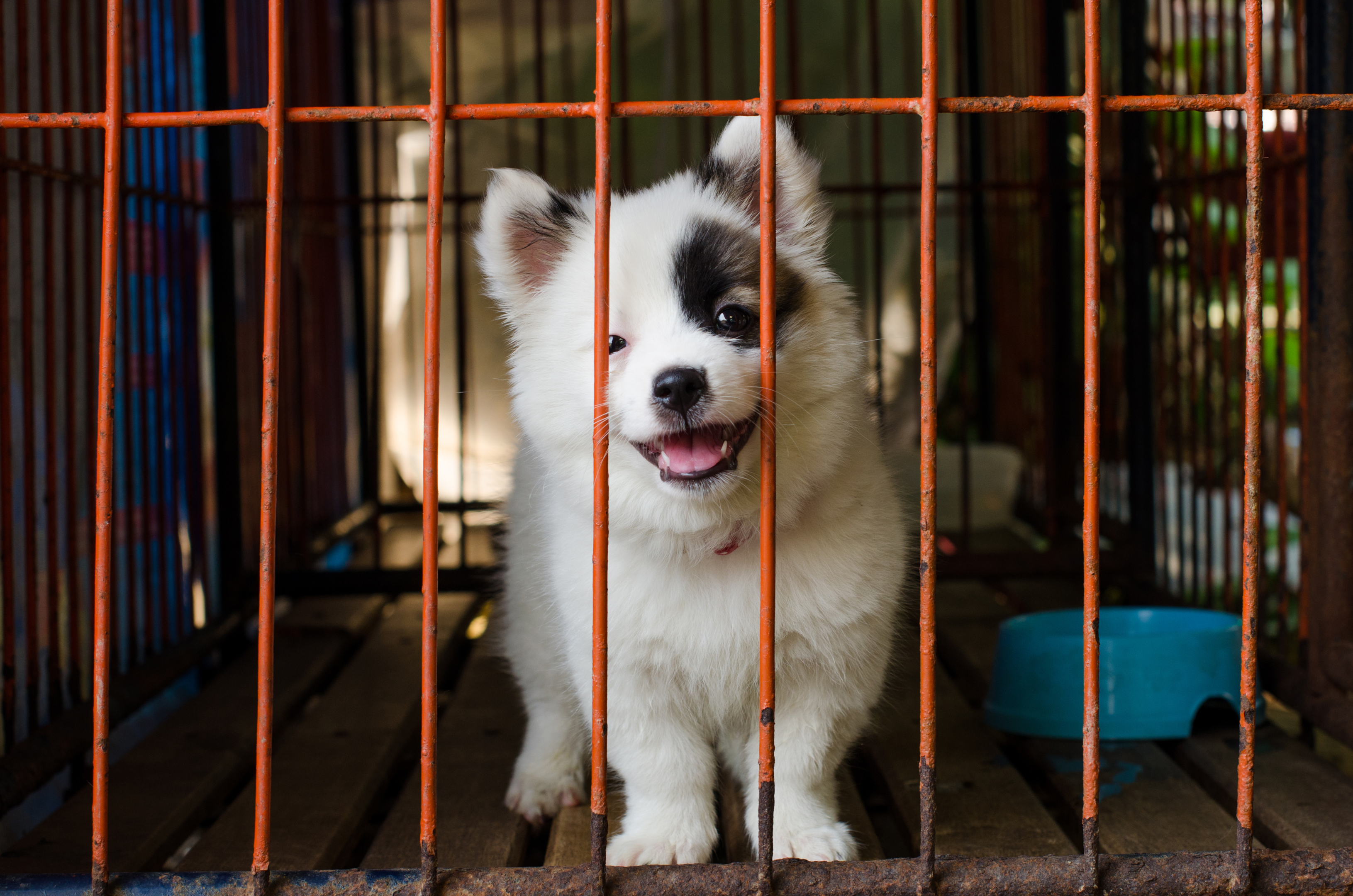 Cute dog in a cage