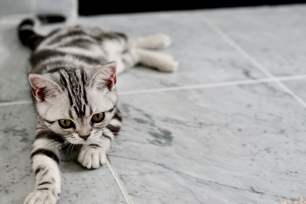 kitten lying on the floor