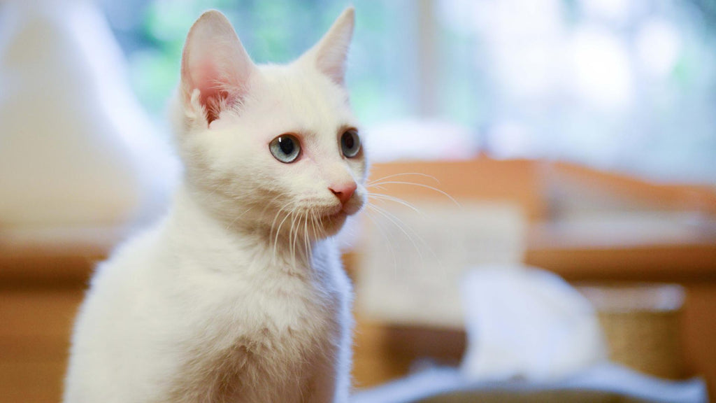 White kitty