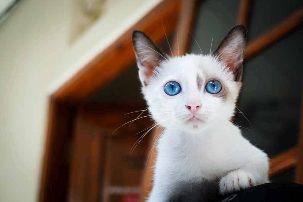 kitten sneaking through the window