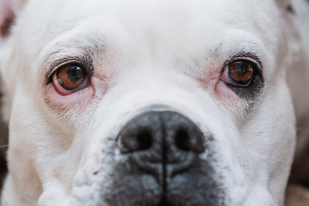 close up of a senior bulldog