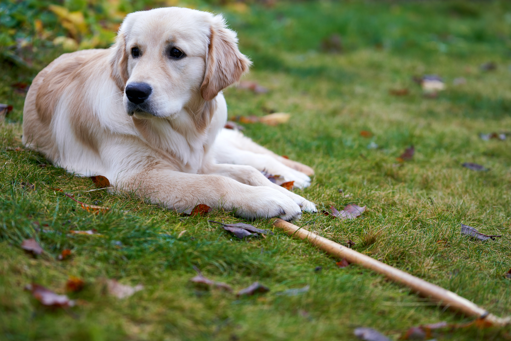 Senior Goldie outside.