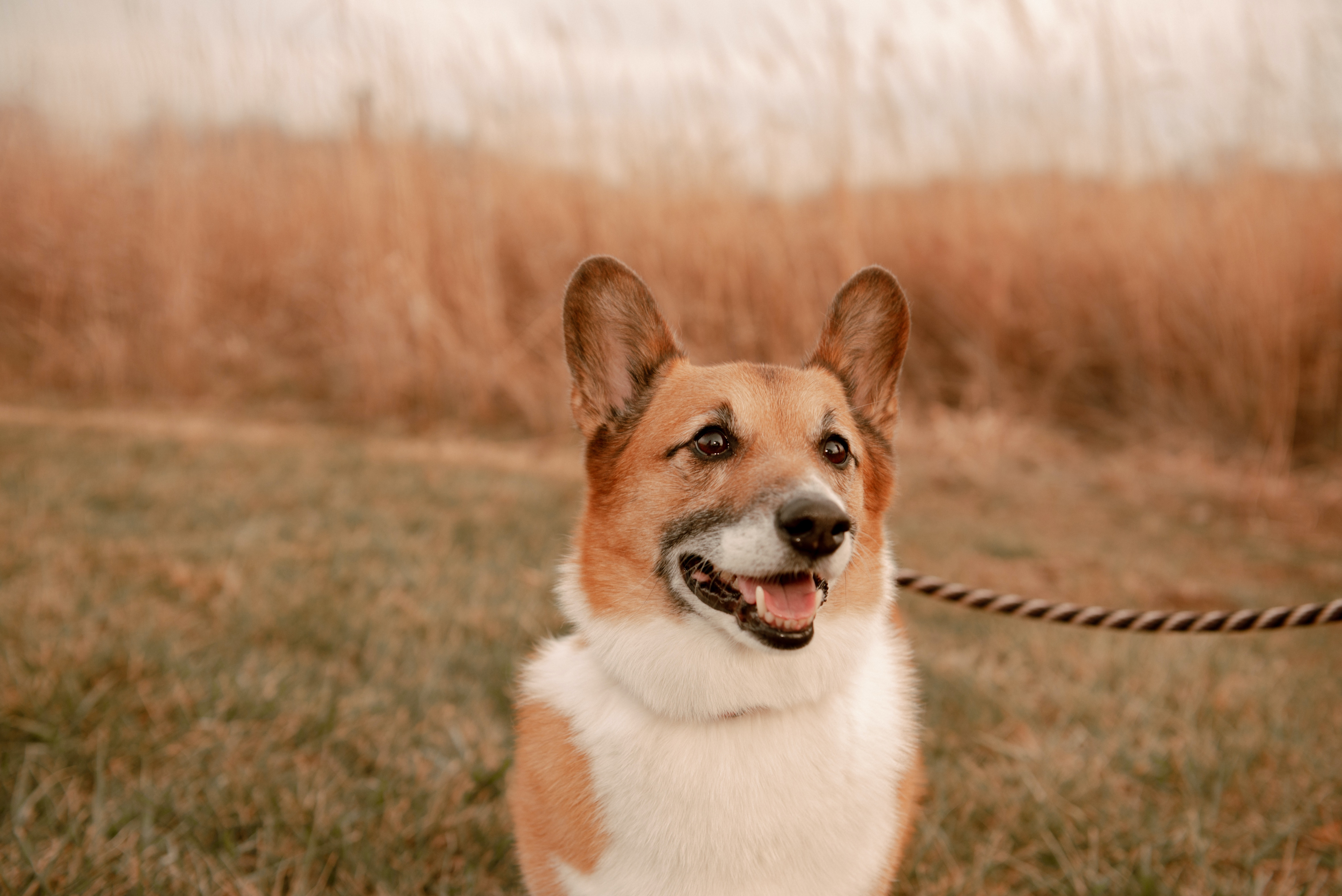 A senior Pembroke Welsh Corgi out for a walk.