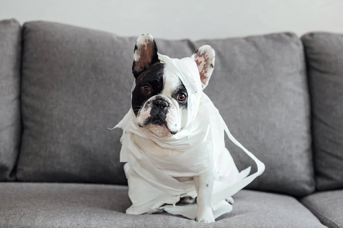 white french bulldog wrapped in toilet paper