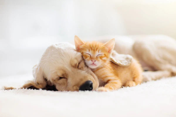 dog and cat cuddling at home