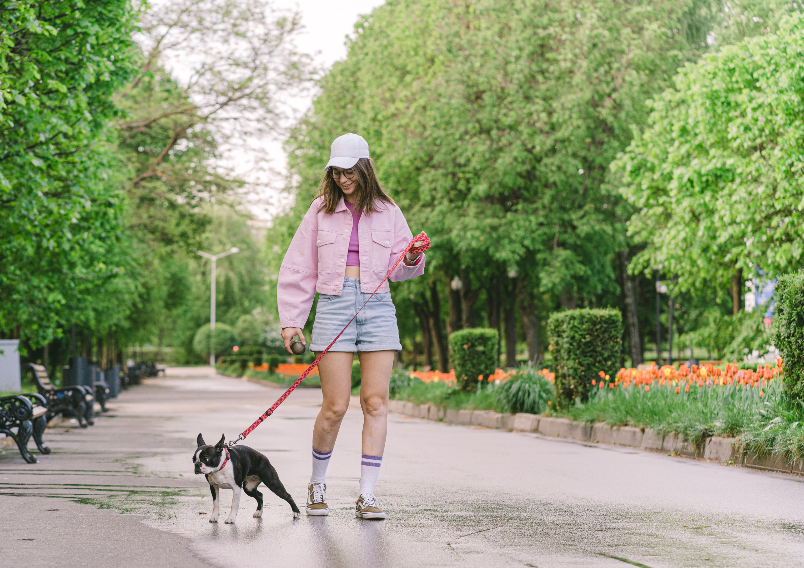 Senior Boston Terrier walking with its owner