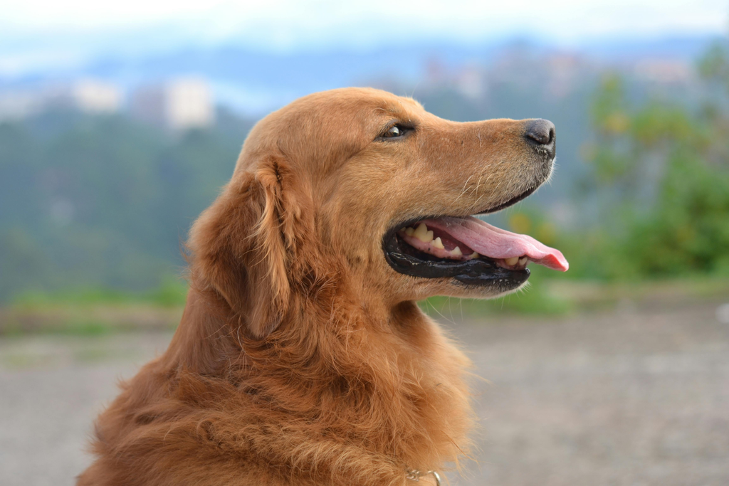 happy dog on outdoors