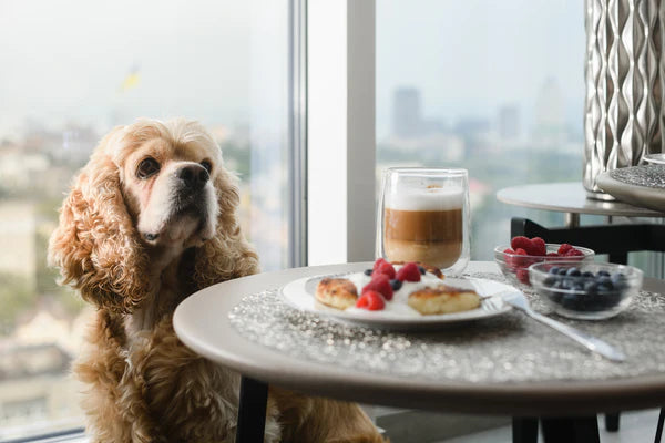 dog staring at food on table