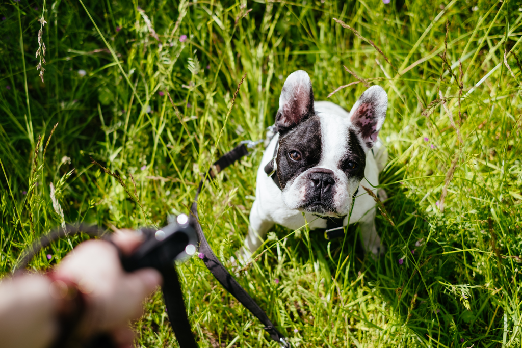 An aging bulldog hesitant to go for a walk