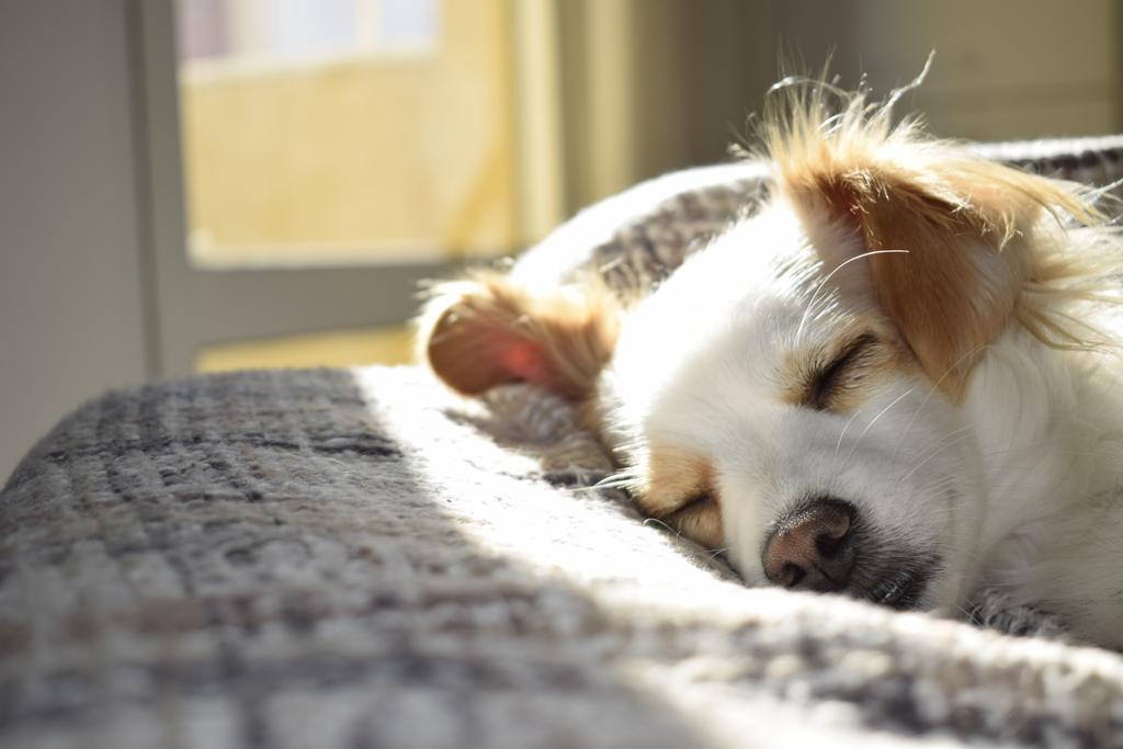 dog lying on its bed