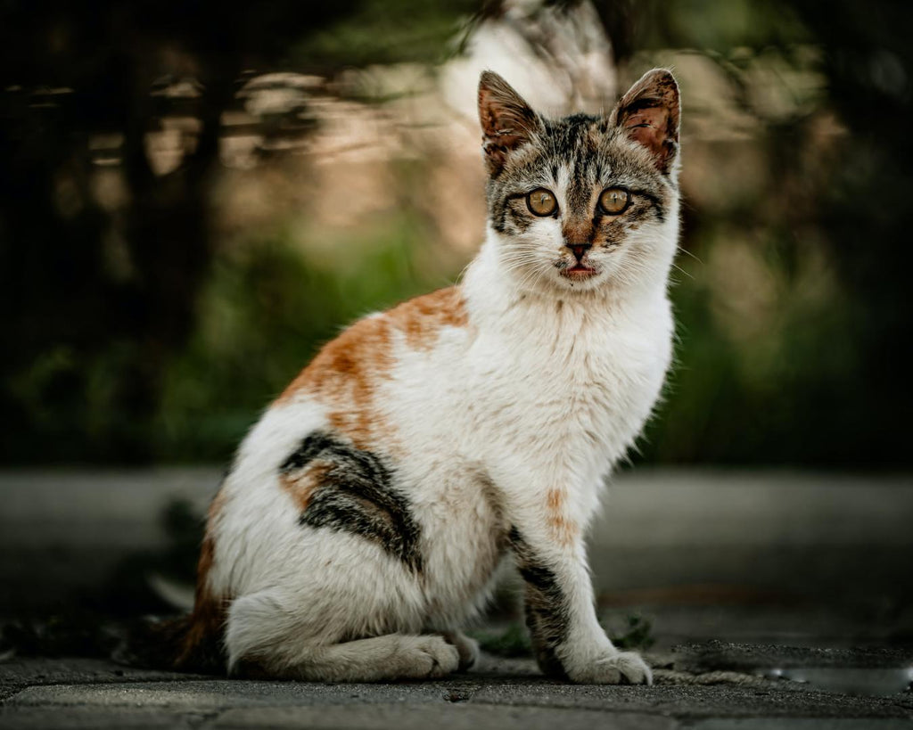 A cat sitting.