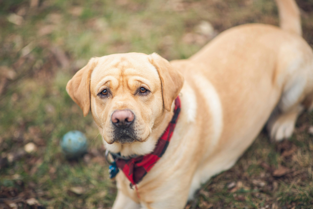 dog ready to play