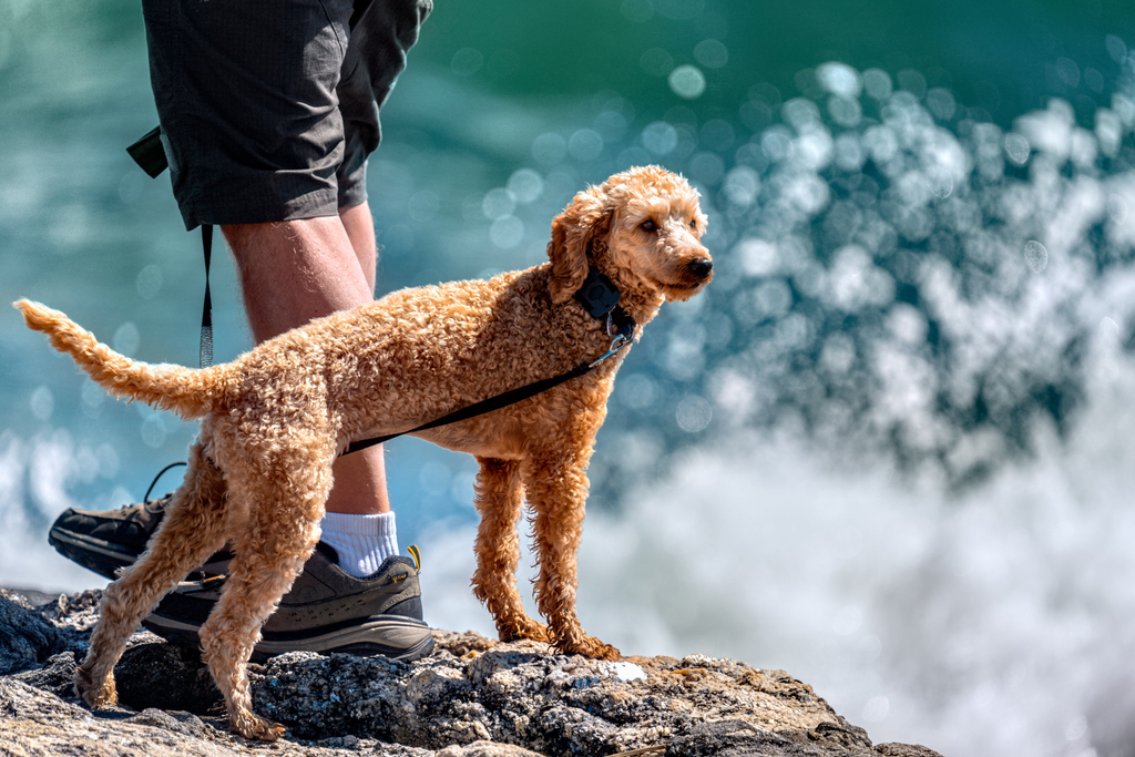 An aging Poodle out on a hike.
