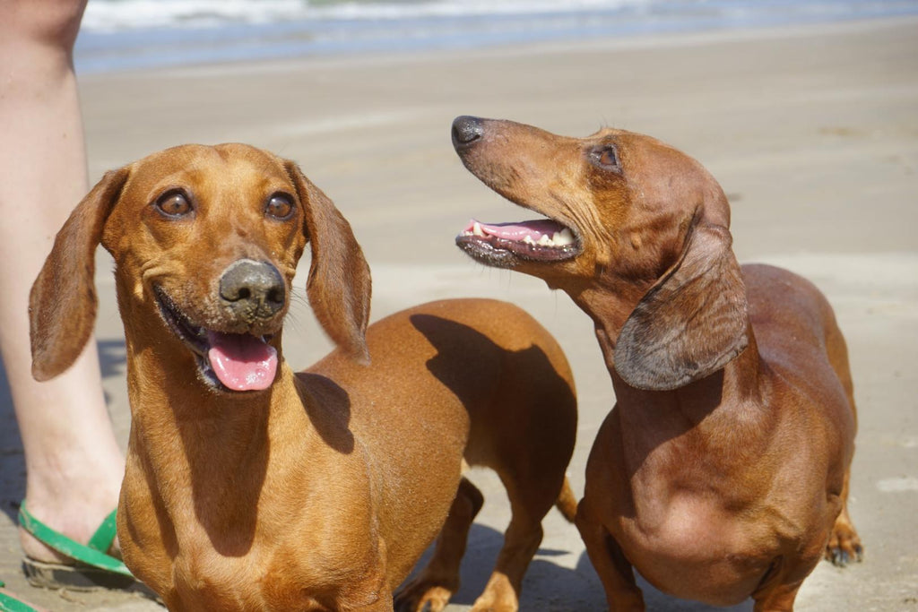 two smiling dogs on the beach